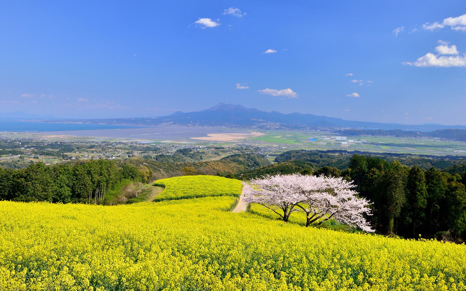 🌸 시라키미네 고원(시라키미네코우겐) 이미지 8